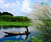 catkin and riverine landscapes in bangladesh 768x450.jpg from গ্রাম বাংলার চুদাচুদিnew video 20 ছবি download চুদা চুদি ভিডিও 3gpl কোয়েল পুজা