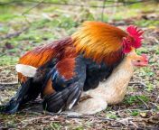 rooster mating 1 min.jpg from hen mating meldey