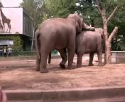 preview mp4.jpg from elephent porn