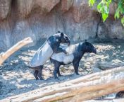 tapir mating zoo fuengirola malaga 43967705.jpg from tapirs mating 2021