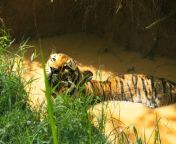 tiger muddy pond ridiyagama safari sri lanka 264806089.jpg from sri lanka school tiger sandal sex