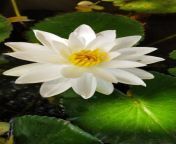 white olu flower natural occurs sri lanka there mainly red varieties flowers grows aquatic places 250786898.jpg from olu