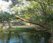 village pond bangladeshi which villegers bath there 116847273.jpg from bangladeshi bathing pond