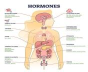hormones human body organs labeled chemical titles outline diagram medical glands location collection inner thymus 223477259.jpg from hormones jpg