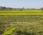 indian village field agriculture khet 170987727.jpg from indian desi khet
