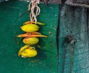 lemon chilies tied together thread also known as totka nazar battu indian belief to avoid any bad fortune 143697128.jpg from totka