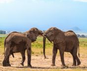 meeting big elephants amboseli kenya africa 97096778.jpg from elepant meeting