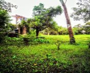 pictures jungle lots green plants picture taken morning time country india state assam picture jungle 159947201.jpg from صور سكسر عربيnipuri jungle mms