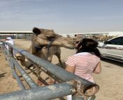 portrait desert camel qatari camel market area around doha camel kiss 131583060.jpg from niñas camel toe