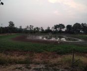 pond situated village bodpur area location purbo burdwan district west bengal state dry pond 219665653.jpg from desi village pond naked bathুধ