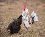 rooster chicken mating hayloft colorful rooster treads white chicken farm rooster chicken mating 241588158.jpg from rooster best jb girls藉敵姘烇拷鍞筹