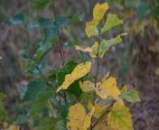 sprout aspen tree background ground forest autumn sprout aspen tree background ground 243844946.jpg from aspen sprout
