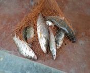 bangladeshi fish some net 130045665.jpg from riwh bangla xxx photo