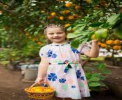 beautiful little happy girl lemon garden lemonarium picking fresh ripe lemons wiker basket vertical portrait colorful image 115607494.jpg from harvesting lemon garden daughter39s hair family