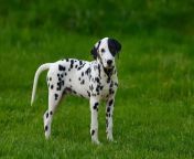 dalmatian dog outdoors summer adorable 95421462.jpg from adorable dalmatian outdoors royalty free image 486407534 1560958706 jpgcrop0 670xw1 00xh0 0622xw0resize480