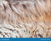 textura dos pêlos macrocoloridos de ovelha fundo natural fluffy lã pelada do pelo cabelo macrocolorido pelúcia lisa e pelagem 221367155.jpg from lisa pelada