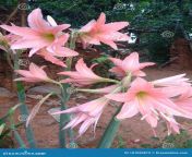 very beautiful pink flower named lily india looks good blooms summer season month march april 181050879.jpg from indian lily self
