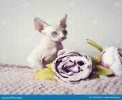 little sphynx kitten sitting pink blanket peony flower looking angry naked hairless domestic cat breed beautiful blue 191393690.jpg from family blue eyes nude jpg junior pimpandhost imgchili
