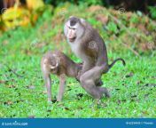 mating monkey khao yai national park thailand 62334543.jpg from konky mating