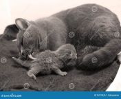 mother cat breastfeeding her babies british shorthair feeding kittens newly born 76174335.jpg from breastfeeding cat petsex com siterip