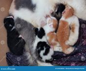 selective focus image noise effect mother cat breastfeeding her kittens box mother cat breastfeeding her kittens 222228682.jpg from breastfeeding cat petsex com siterip