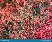 shrub which called ker rajasthan month march small red fruits come also capparis selective focus subject 178062801.jpg from cherry rajasthan m