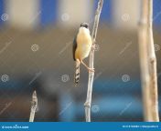 small cute indian eurasian nuthatch singing bird sitting small stick plant closeup small cute indian 214704086.jpg from small cute indian pakistani nude mirror selfie tiny tits