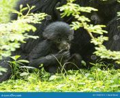 baby siamang ape mom grass field black hanging out its mother 179307411.jpg from mom ape
