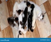 cat breastfeeding cat four nursing kittens 237536298.jpg from breastfeeding cat petsex com siterip