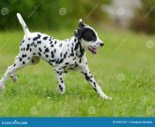 dalmatian dog outdoors summer adorable 95421431.jpg from adorable dalmatian outdoors royalty free image 486407534 1560958706 jpgcrop0 670xw1 00xh0 0622xw0resize480