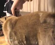 5d11c0bc71360animal sex beastiality porn 535 mp4 8.jpg from www xxx dogs sexhan video