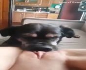636599723506a mp4 3b.jpg from dogs lick pussy