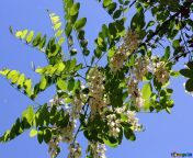 acacia tree blossoming bunches 33677.jpg from 33677 jpg