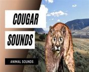 thqour soquel el song spirits soar and cougars roar caring isw1200h1200c100rs2qlt100cdv3pidimgdetmain from ma nude hindi comicbita and jethalal
