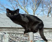 blackcat lilith.jpg from balck cat