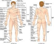800px regions of human body.jpg from man body parts name in englishllik kolkata xxx emeg