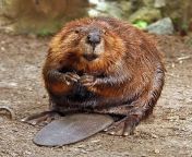 640px american beaver.jpg from bober