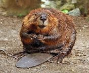 300px american beaver.jpg from biber