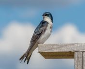 1200px tree swallow in jbwr 25579.jpg from extraa small swallow cums needs