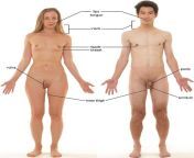 800px erogenous zones of an adult female and adult male.jpg from man furk his vaginam g