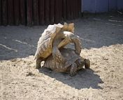 240px tortoise mating.jpg from ciftlesme