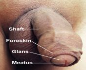 penis with labels.jpg from male panis pic