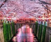 most beautiful places in japan meguro river tokyo jpeg from pretty japan