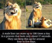 male lion mating.jpg from all mating mal g