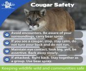 cougar safety square.jpg from near hr page cougar