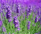 lavandula angustifolia english lavender1.jpg from lavender
