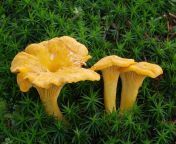 fall mushroom chanterelle 1920x1440.jpg from mushrooms