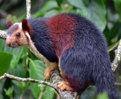 indian giant squirrel.jpg from indian giant