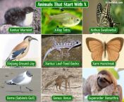 animals that start with x.jpg from animil x