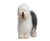old english sheepdogs on white 02 400x267.jpg from vintage young naturist family contest